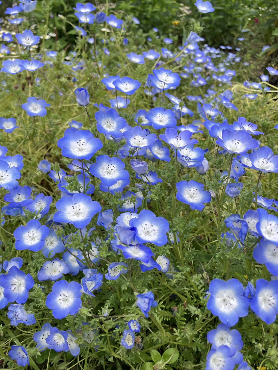 ネモフィラの花
